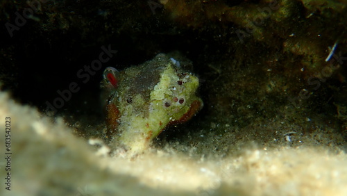 Sea snail Tarentine spindle snail (Tarantinaea lignaria) underwater, Aegean Sea, Greece, Halkidiki photo