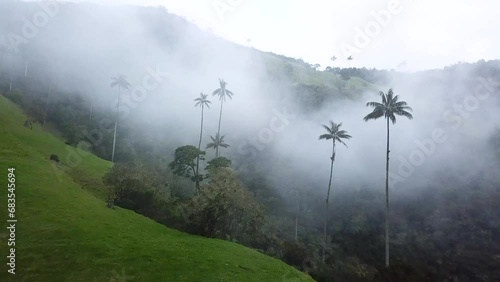 Aerial drone footage of foggy wax palm trees in Cocora Valley, Colombia. Drone shoot of Wax Palm Trees in Valle de Cocora, Quindio, Los Nevados National Park near Salento. Flying through misty wax