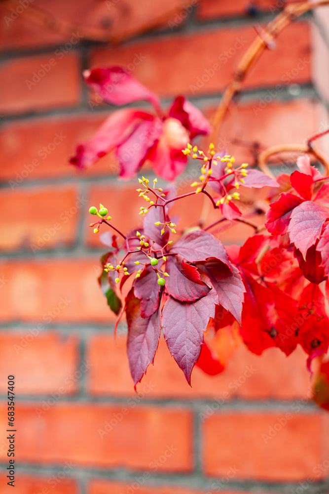 Red autumn leaves on a brick wall background.