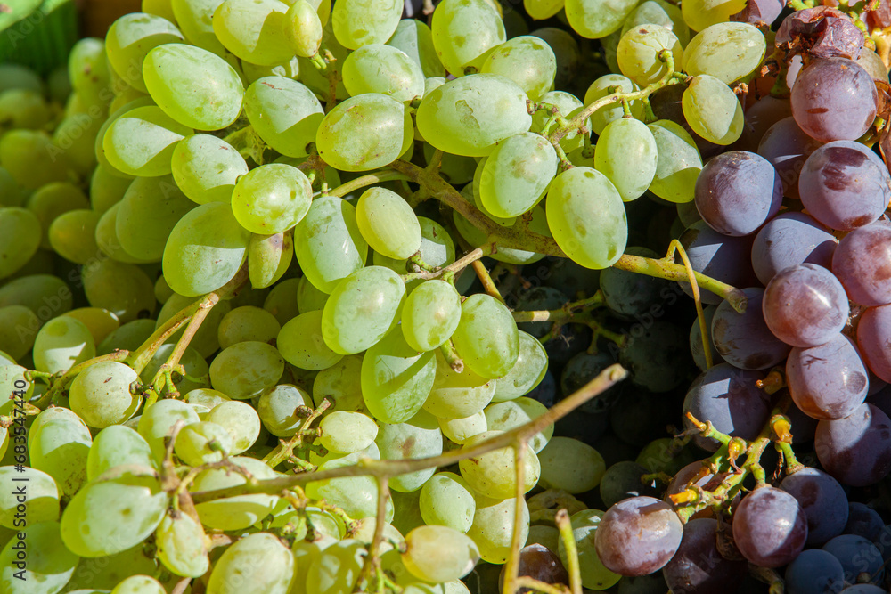 Bunches of white and black grapes.