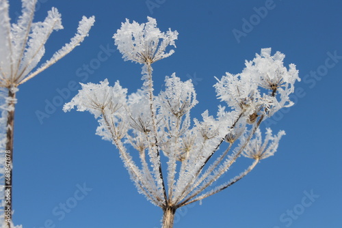 frost on branches