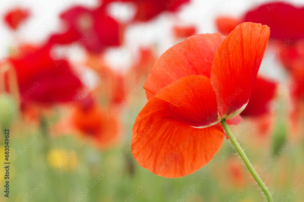 Bright red wild poppies are blooming in the summer field. Bright red wild poppies are blooming in the summer field.