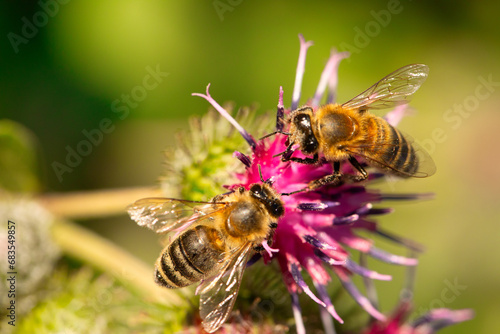 Floral Fascination: Witnessing the Intricate Beauty of a Bee on Burdock