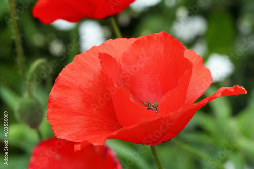 Bright red poppies are blooming in summer garden in foliage.