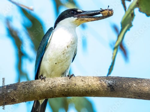 Torresian Kingfisher in Queensland Australia photo