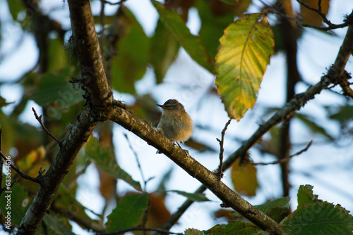 Mosquitero común 