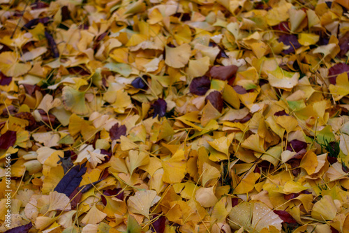 Ginko leaves autumn in Basel 