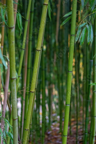 green bamboo forest