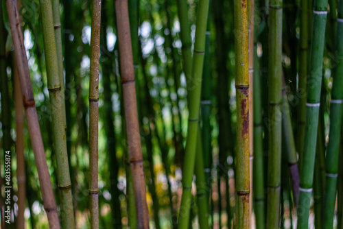 Fototapeta Naklejka Na Ścianę i Meble -  green bamboo forest