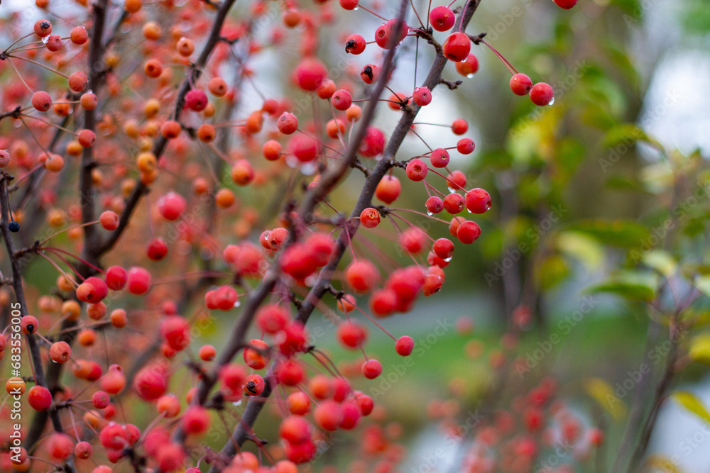 Autumn little wild apples close-up. selective focus. autumn landscape. Autumn little wild apples close-up. selective focus. autumn landscape.