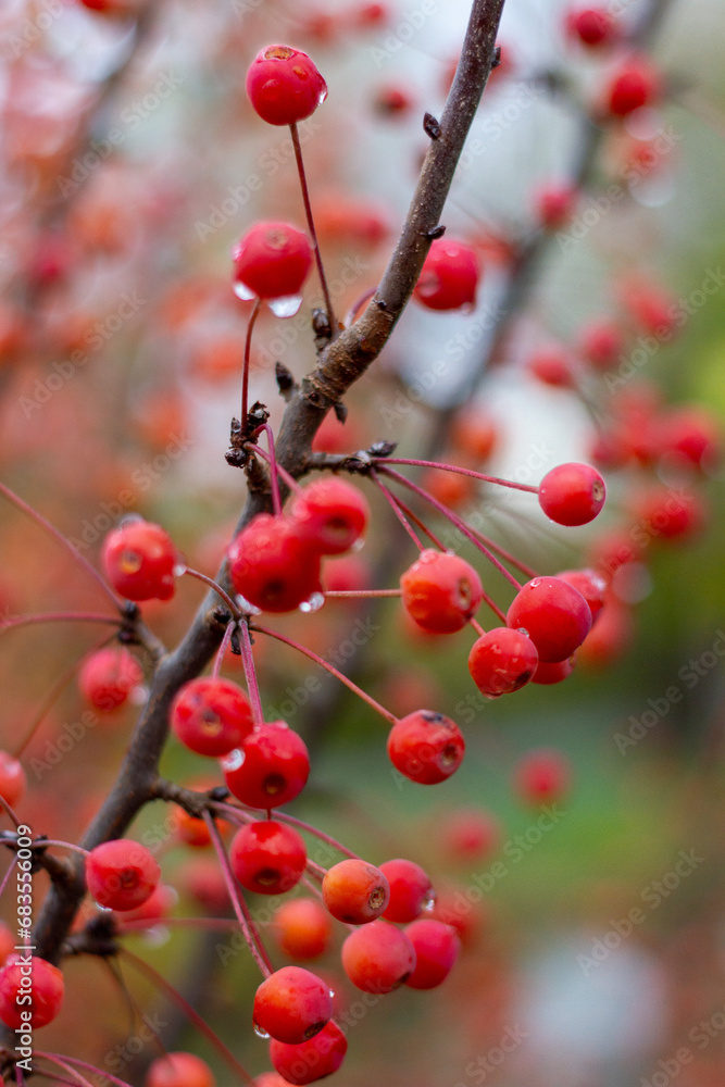 Autumn little wild apples close-up. selective focus. autumn landscape. Autumn little wild apples close-up. selective focus. autumn landscape.
