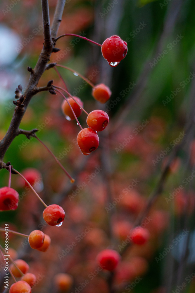Autumn little wild apples close-up. selective focus. autumn landscape. Autumn little wild apples close-up. selective focus. autumn landscape.