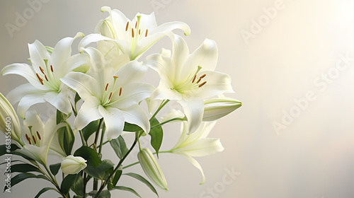 Beautiful white lilies on light background, symbol of gentleness, purity and virtue. closeup © Boraryn