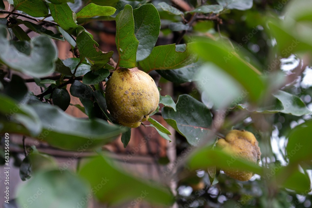 fruit is growing on the tree near a building in the area fruit is growing on the tree near a building in the area