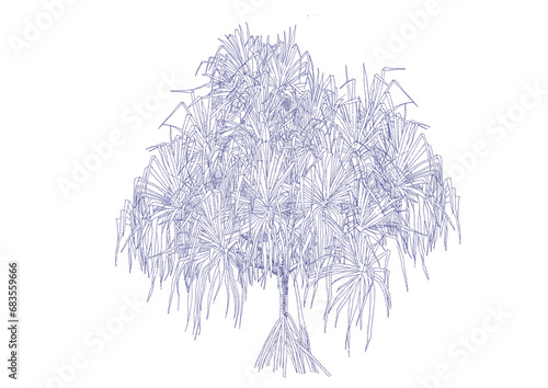 Seashore screwpine Tree, Pandanus tectorius Drawing photo