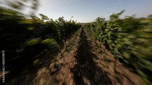 The FPV drone flies over the vineyard between the beds of vines against the background of green hills and green sky. High quality 4k footage  photo