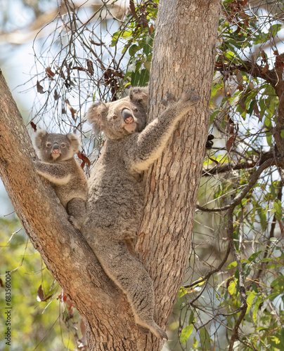 Photography Koala and young baby joey resting in sunny Australia.