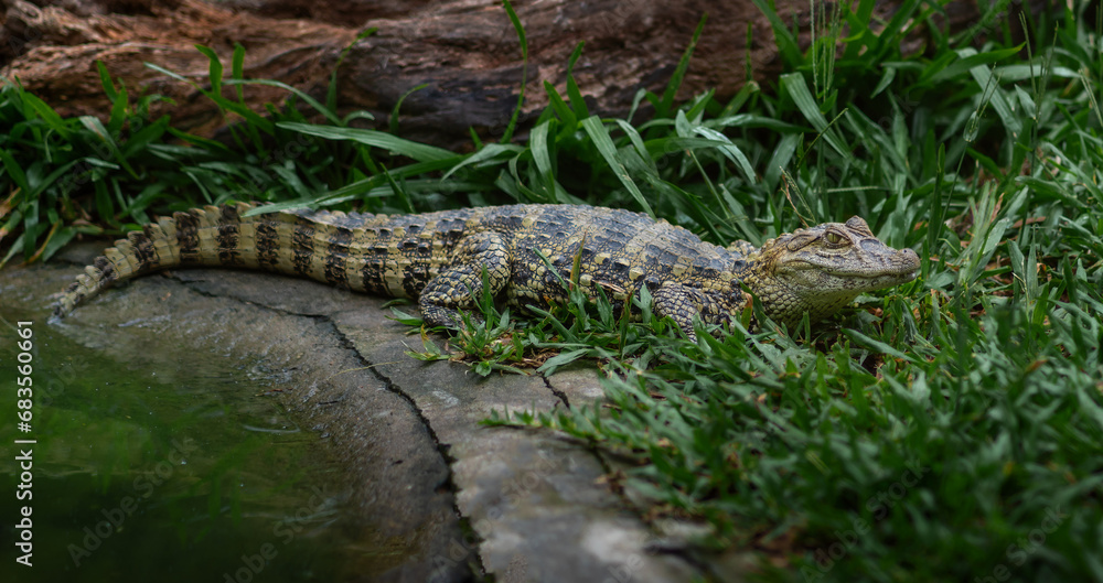Baby Broad-snouted Caiman (Caiman latirostris) - Alligator Hatchling Baby Broad-snouted Caiman (Caiman latirostris) - Alligator Hatchling
