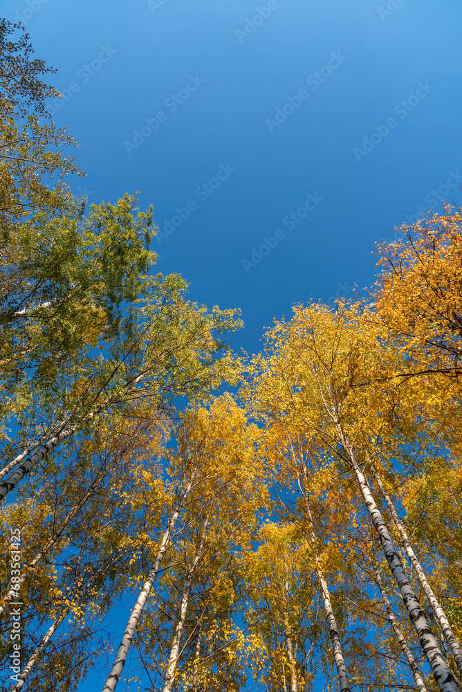 View of the tops of white birch trunks with autumn leaves against a blue clear sky.