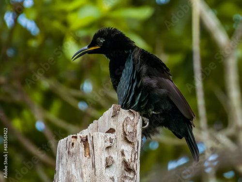 Victoria's Riflebird in Queensland Australia photo