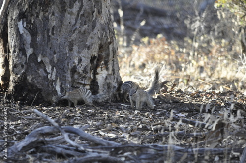 Young numbats at play