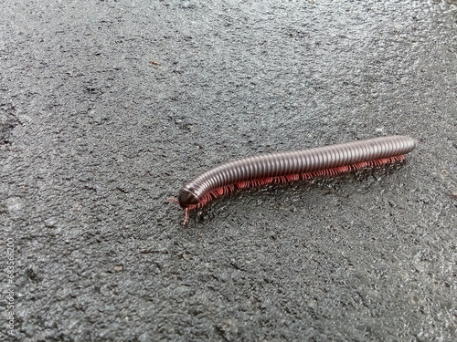 Millipedes, are arthropods that have two pairs of legs per segment. Millipedes are an order of invertebrates belonging to the phylum Arthropoda, class Myriapoda. Scientific name: Diplopoda.  photo