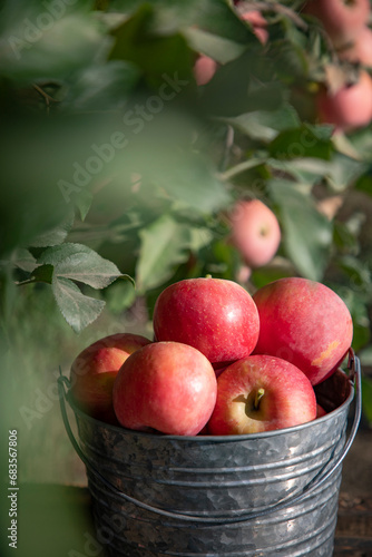 Apples in Bucket with Apple tree