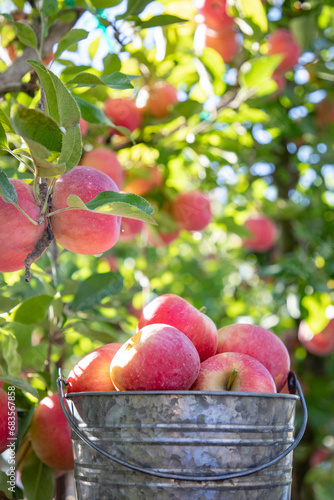 Apples in Bucket with Apple tree