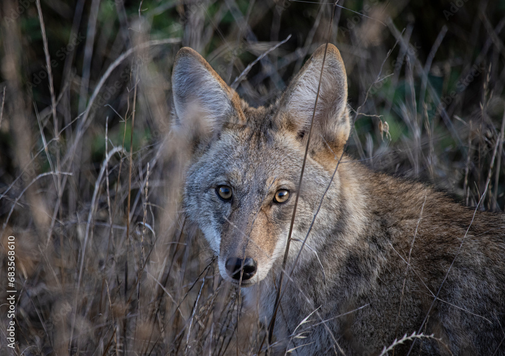 Coyote looks at camera through brush Coyote looks at camera through brush