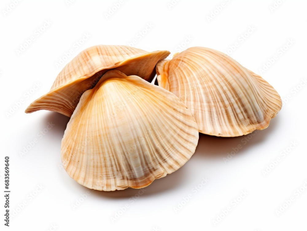 Discover the Serene Beauty of Scattered Clam Shells on a Pristine White Backdrop Generative AI Discover the Serene Beauty of Scattered Clam Shells on a Pristine White Backdrop Generative AI