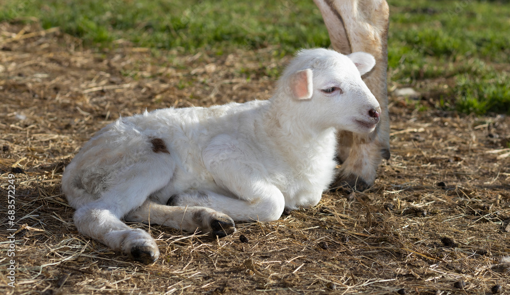 White Katahdin lamb laying below its ewe White Katahdin lamb laying below its ewe