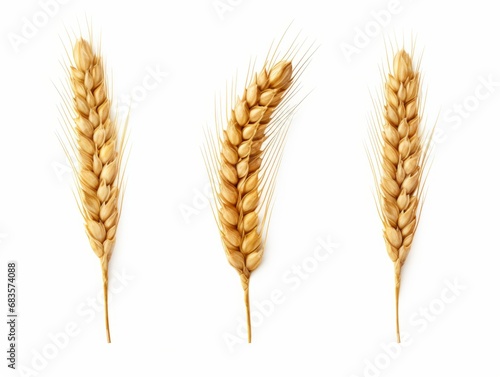 Experience the Charm of Rustic Elegance with These Stunning Isolated Wheat Ears on a Pristine White Background Generative AI