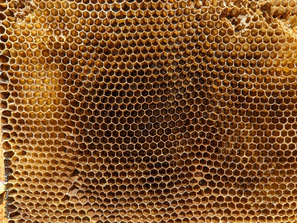 Honeycombs with natural healthy bees wax texture. Closeup of hexagonal bee wax cells structure on wooden frames, new ones are yellow and the older are darker Honeycombs with natural healthy bees wax texture. Closeup of hexagonal bee wax cells structure on wooden frames, new ones are yellow and the older are darker