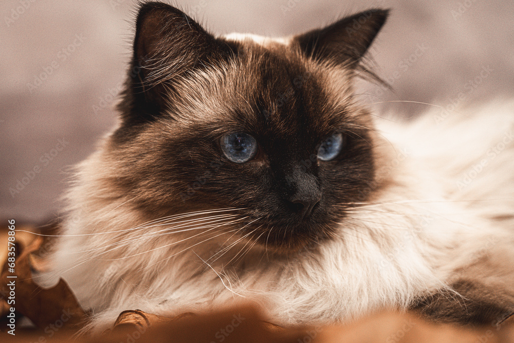 antumn ragdoll cat portrait