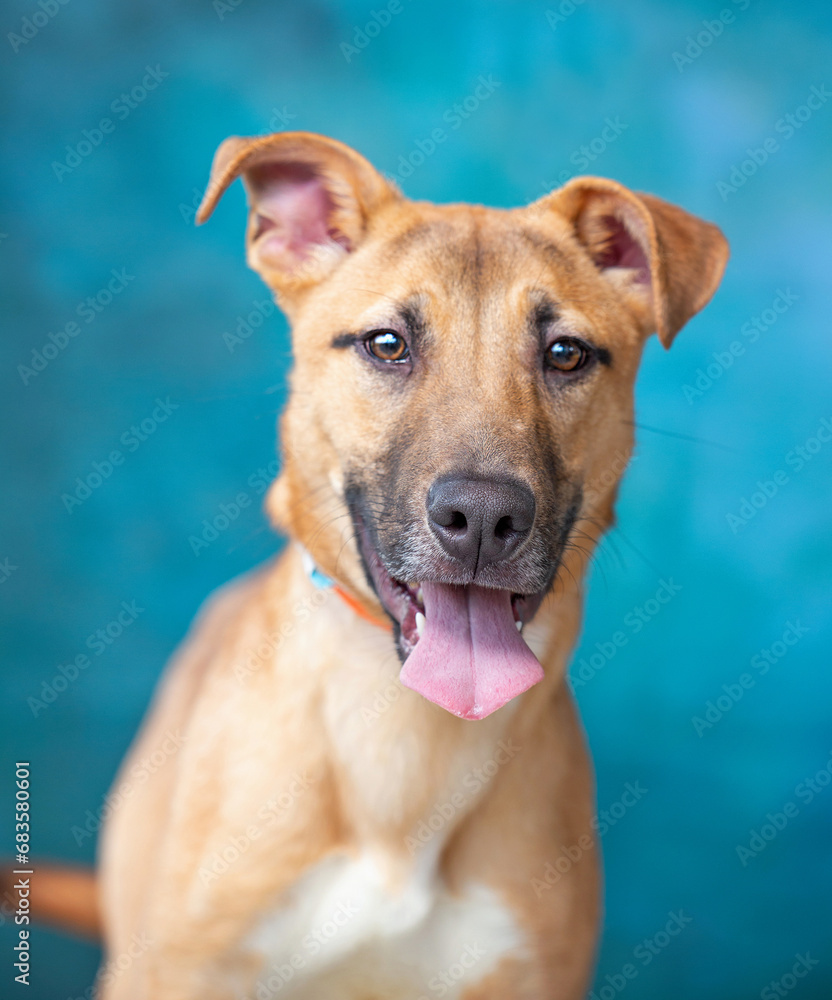 studio shot of a cute dog on an isolated background studio shot of a cute dog on an isolated background