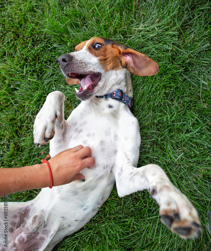 фотографія cute dog on a grassy lawn getting belly rubs