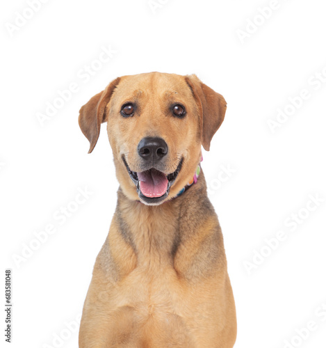 studio shot of a cute dog on an isolated background