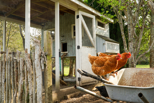 Two colorful red hens perched on a wheelbarrow in front of their coop.