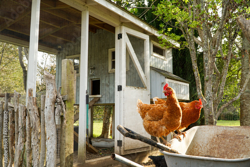 Two contented chickens reveling in their open-air coop, experiencing the joy of free-range living amidst the tranquility of their rustic homestead.