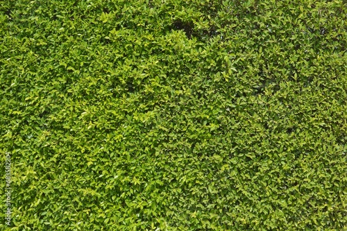 green leave for texture background