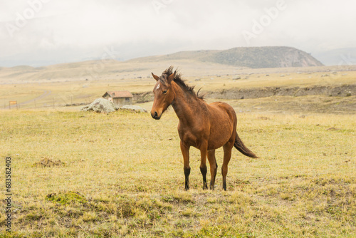 wild horses © Pedro