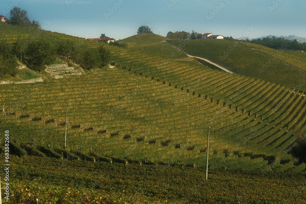 landscapes of the Piedmontese Langhe. the vineyards of serralunga d'alba in the autumn of 2023, immediately after the grape harvest