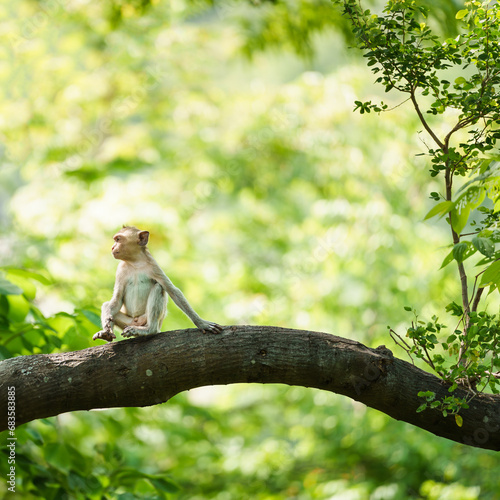 Little brown monkey in forest park sits on branch and is enjoying, lonely, absentminded and imagination in autum. At Khao Ngu Stone Park, Ratchaburi, Thailand. Leave free space for banner text input.