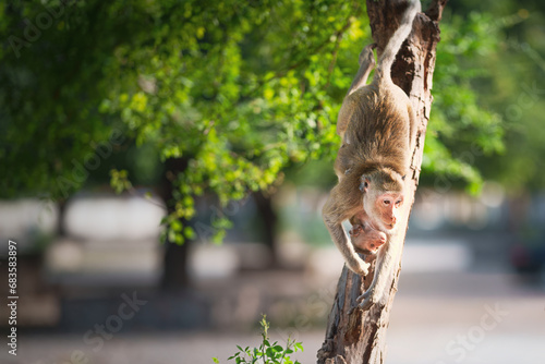Mother monkey and baby monkey on tree in natural forest. She climb down from tree and her son hug in body with love and safety. Khao Ngu Stone Park, Ratchaburi, Thailand. Blank space for text entry.