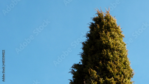 Tree swaying with the wind. Media. Green thuja tree on the blue sky background.