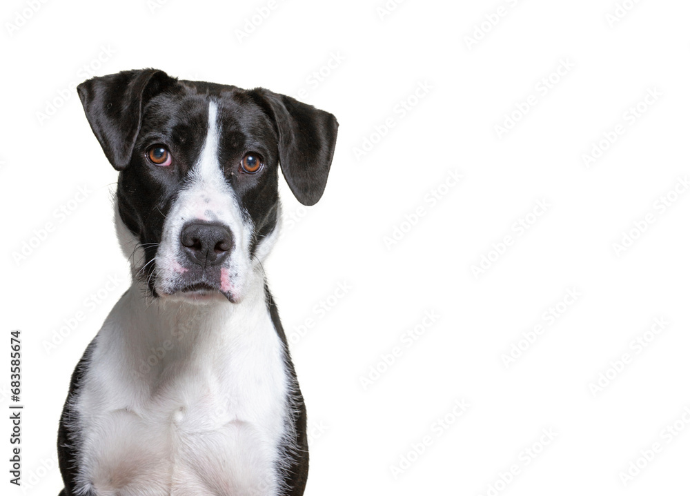 studio shot of a cute dog on an isolated background studio shot of a cute dog on an isolated background
