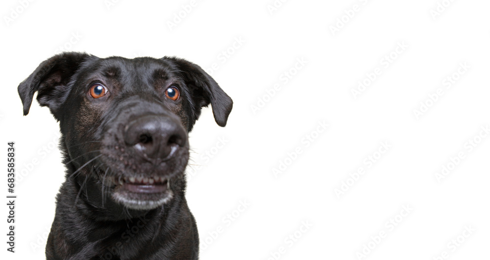 studio shot of a cute dog on an isolated background studio shot of a cute dog on an isolated background