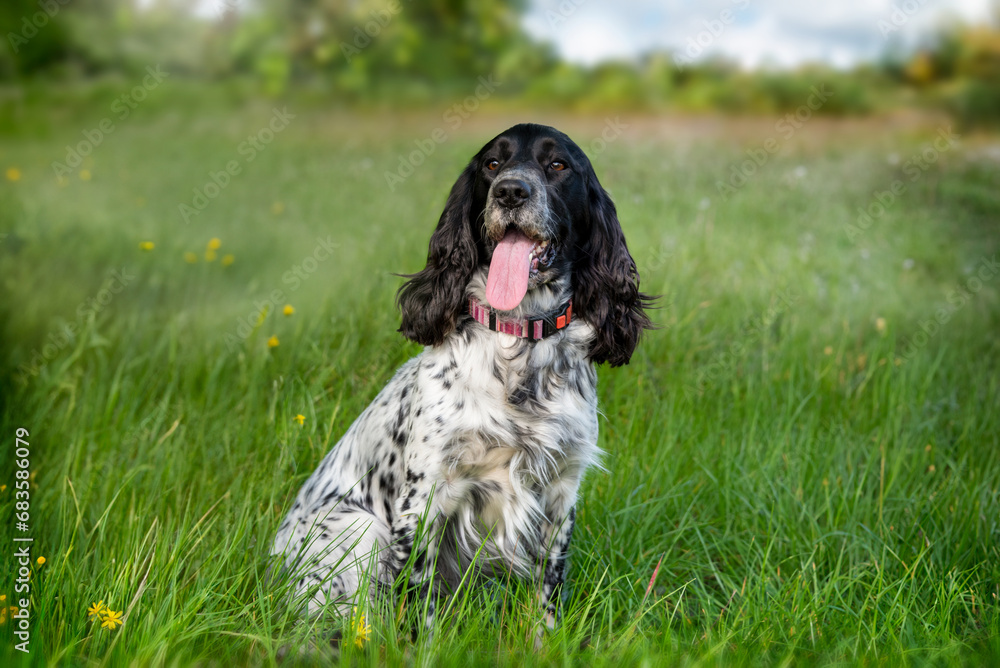 A beautiful black and white hunting spaniel dog sits in the green grass in a summer field. Hunting dog breed. A beautiful black and white hunting spaniel dog sits in the green grass in a summer field. Hunting dog breed.
