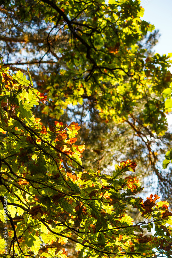 Green oak leaves turning red in autumn on branches Green oak leaves turning red in autumn on branches