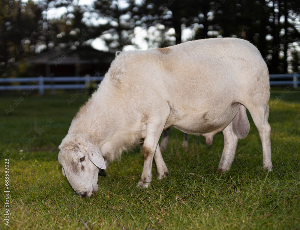 Sheep ram grazing on a pasture Sheep ram grazing on a pasture